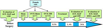 The Effect of Candesartan Alone and Its Combination With Estrogen on Post-traumatic Brain Injury Outcomes in Female Rats